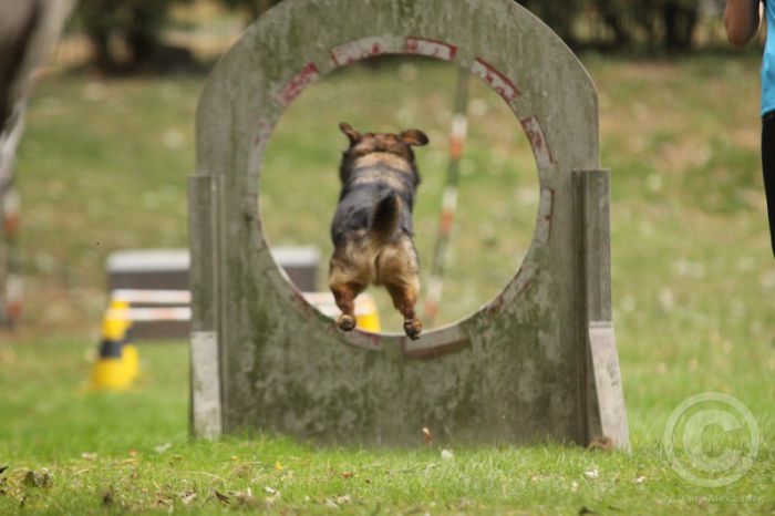 Klicken für Bild in voller Größe
